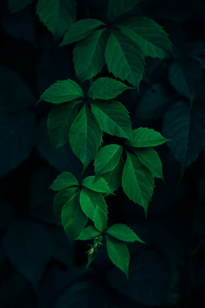 特写的照片绿色有叶子的植物
